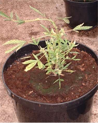 Cannabis plant cut back