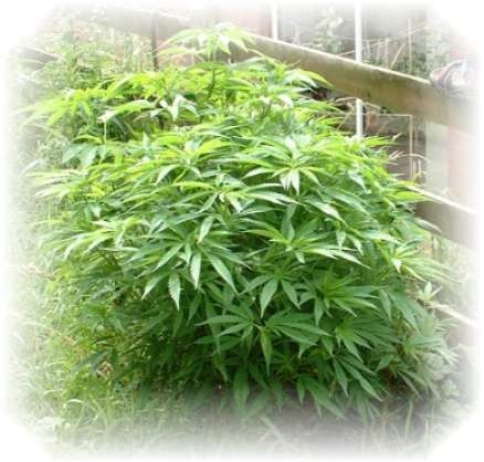 Rejuvenated Cannabis plant